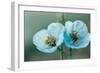 Himalayan Blue Poppy (Meconopsis Aculeata)-null-Framed Photographic Print