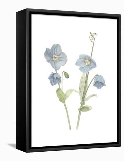 Himalayan Blue Poppy-Stacy Hsu-Framed Stretched Canvas