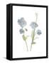 Himalayan Blue Poppy-Stacy Hsu-Framed Stretched Canvas