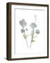 Himalayan Blue Poppy-Stacy Hsu-Framed Art Print