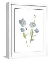 Himalayan Blue Poppy-Stacy Hsu-Framed Art Print