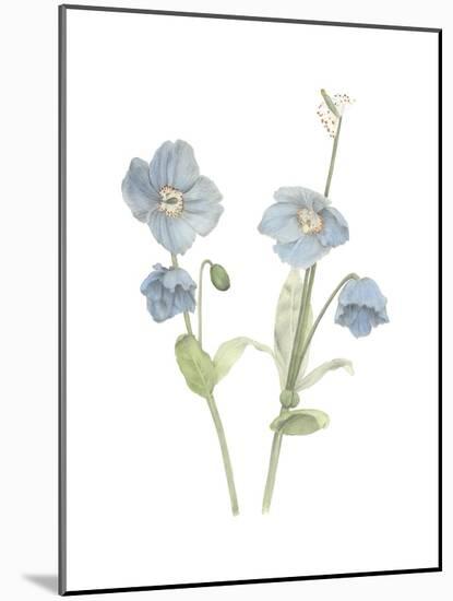 Himalayan Blue Poppy-Stacy Hsu-Mounted Art Print