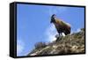 Himalayan Blue Sheep (Bharal) (Pseudois Nayaur Nayaur)-Peter Barritt-Framed Stretched Canvas