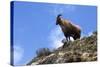 Himalayan Blue Sheep (Bharal) (Pseudois Nayaur Nayaur)-Peter Barritt-Stretched Canvas