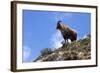 Himalayan Blue Sheep (Bharal) (Pseudois Nayaur Nayaur)-Peter Barritt-Framed Photographic Print