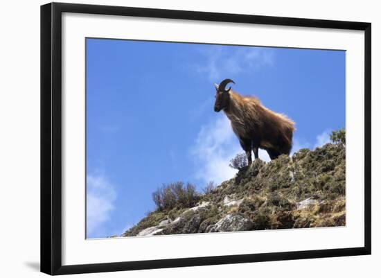 Himalayan Blue Sheep (Bharal) (Pseudois Nayaur Nayaur)-Peter Barritt-Framed Photographic Print