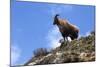 Himalayan Blue Sheep (Bharal) (Pseudois Nayaur Nayaur)-Peter Barritt-Mounted Photographic Print