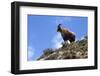 Himalayan Blue Sheep (Bharal) (Pseudois Nayaur Nayaur)-Peter Barritt-Framed Photographic Print