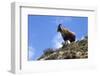 Himalayan Blue Sheep (Bharal) (Pseudois Nayaur Nayaur)-Peter Barritt-Framed Photographic Print