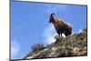 Himalayan Blue Sheep (Bharal) (Pseudois Nayaur Nayaur)-Peter Barritt-Mounted Photographic Print