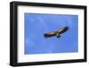 Himalayan Griffon in flight, Himachal Pradesh, India-Oriol Alamany-Framed Photographic Print