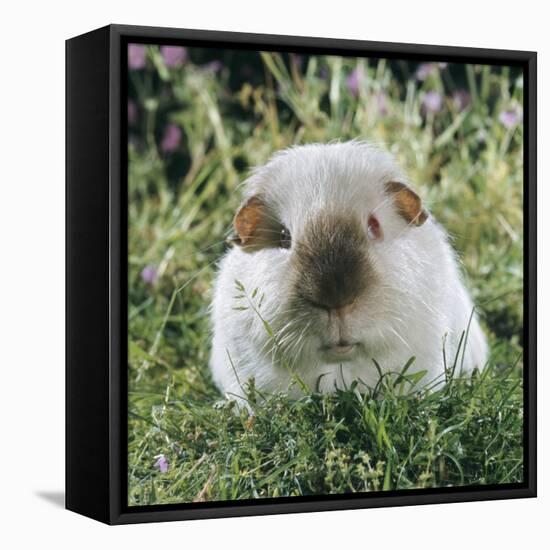 Himalayan Guinea Pig, Male-Jane Burton-Framed Stretched Canvas