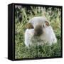 Himalayan Guinea Pig, Male-Jane Burton-Framed Stretched Canvas