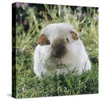 Himalayan Guinea Pig, Male-Jane Burton-Stretched Canvas