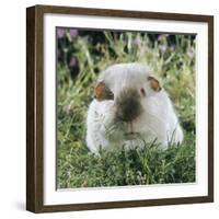 Himalayan Guinea Pig, Male-Jane Burton-Framed Photographic Print