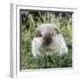 Himalayan Guinea Pig, Male-Jane Burton-Framed Photographic Print