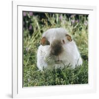 Himalayan Guinea Pig, Male-Jane Burton-Framed Photographic Print