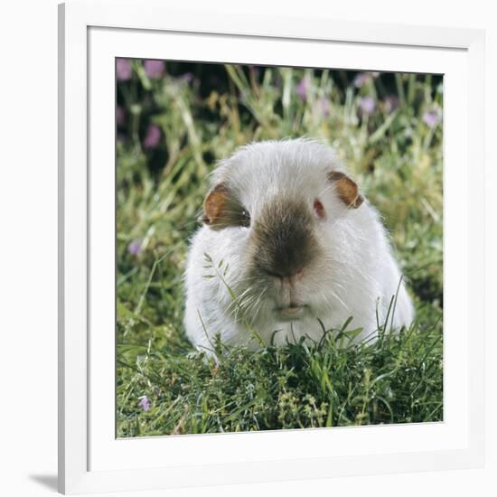 Himalayan Guinea Pig, Male-Jane Burton-Framed Photographic Print