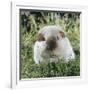 Himalayan Guinea Pig, Male-Jane Burton-Framed Photographic Print