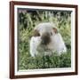 Himalayan Guinea Pig, Male-Jane Burton-Framed Photographic Print