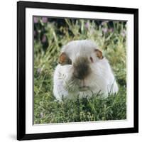 Himalayan Guinea Pig, Male-Jane Burton-Framed Photographic Print