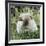 Himalayan Guinea Pig, Male-Jane Burton-Framed Photographic Print