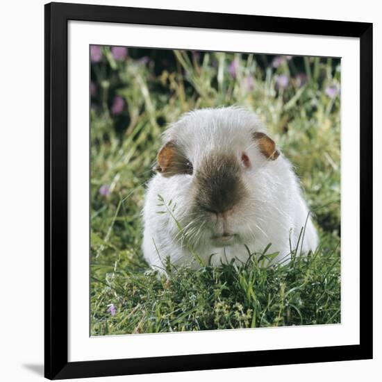 Himalayan Guinea Pig, Male-Jane Burton-Framed Photographic Print