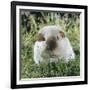 Himalayan Guinea Pig, Male-Jane Burton-Framed Photographic Print