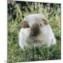 Himalayan Guinea Pig, Male-Jane Burton-Mounted Photographic Print