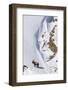 Himalayan ibex male on snow, Himachal Pradesh, India-Oriol Alamany-Framed Photographic Print