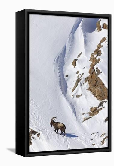 Himalayan ibex male on snow, Himachal Pradesh, India-Oriol Alamany-Framed Stretched Canvas