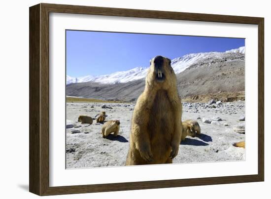 Himalayan marmot, Chantang Wildlife Sanctuary, India-Enrique Lopez-Tapia-Framed Photographic Print