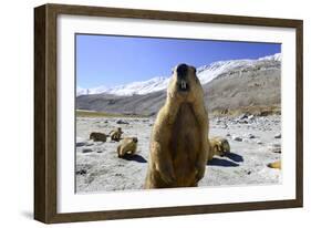 Himalayan marmot, Chantang Wildlife Sanctuary, India-Enrique Lopez-Tapia-Framed Photographic Print