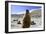 Himalayan marmot, Chantang Wildlife Sanctuary, India-Enrique Lopez-Tapia-Framed Photographic Print