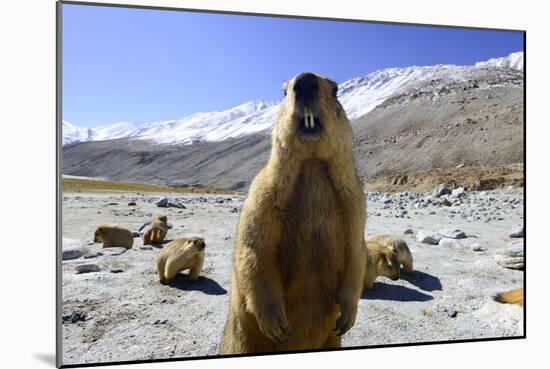 Himalayan marmot, Chantang Wildlife Sanctuary, India-Enrique Lopez-Tapia-Mounted Photographic Print