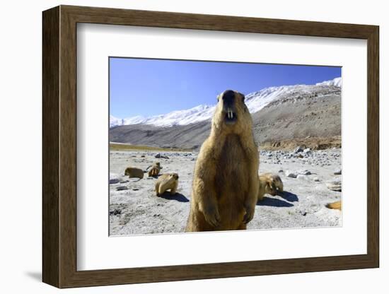 Himalayan marmot, Chantang Wildlife Sanctuary, India-Enrique Lopez-Tapia-Framed Photographic Print