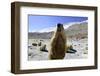 Himalayan marmot, Chantang Wildlife Sanctuary, India-Enrique Lopez-Tapia-Framed Photographic Print