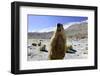 Himalayan marmot, Chantang Wildlife Sanctuary, India-Enrique Lopez-Tapia-Framed Photographic Print