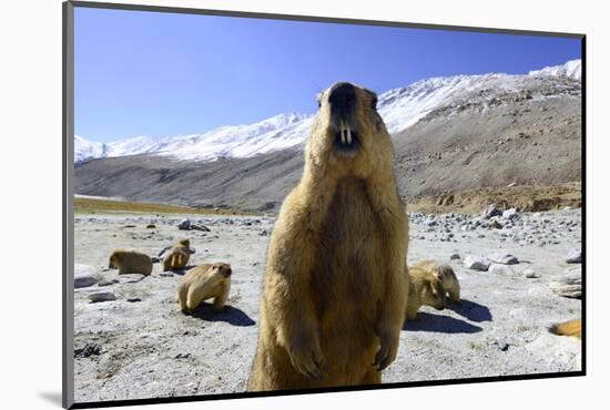 Himalayan marmot, Chantang Wildlife Sanctuary, India-Enrique Lopez-Tapia-Mounted Photographic Print