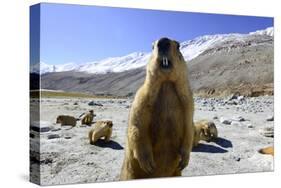 Himalayan marmot, Chantang Wildlife Sanctuary, India-Enrique Lopez-Tapia-Stretched Canvas