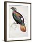 Himalayan Monal Pheasant-John Gould-Framed Giclee Print