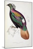 Himalayan Monal Pheasant-John Gould-Mounted Giclee Print