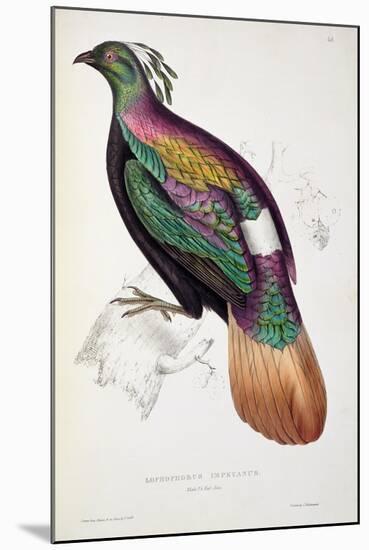 Himalayan Monal Pheasant-John Gould-Mounted Giclee Print