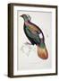 Himalayan Monal Pheasant-John Gould-Framed Premium Giclee Print