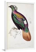 Himalayan Monal Pheasant-John Gould-Framed Giclee Print