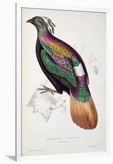 Himalayan Monal Pheasant-John Gould-Framed Giclee Print