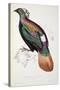 Himalayan Monal Pheasant-John Gould-Stretched Canvas