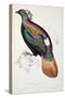 Himalayan Monal Pheasant-John Gould-Stretched Canvas