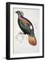 Himalayan Monal Pheasant-John Gould-Framed Giclee Print