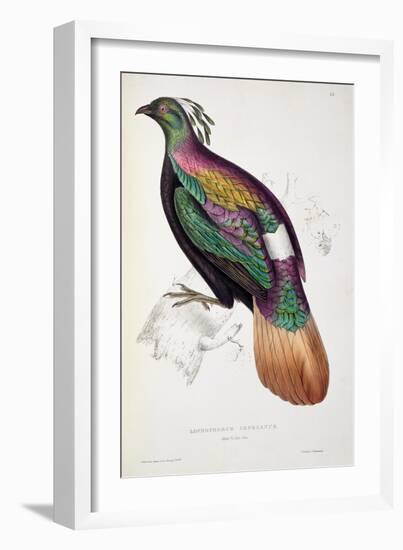 Himalayan Monal Pheasant-John Gould-Framed Giclee Print